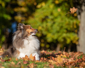 Sheltie looking at falling leaf