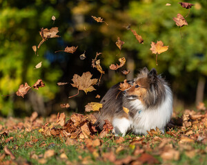 Sheltie with leaves