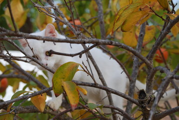 White Kitten in Persimmon Tree