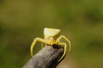 Nahansicht einer gehöckerten Krabbespinne