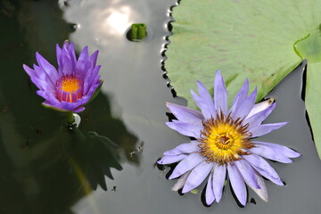 water lily in the pond