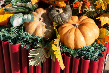 pumpkins and autumn leaves in a decorative flowerbed on a sunny day