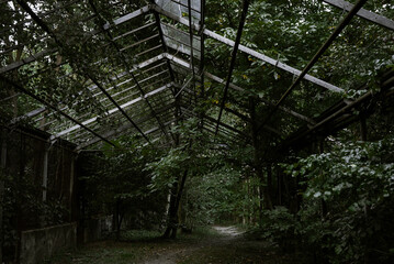 an old collapsed greenhouse stands in a dense green garden 1