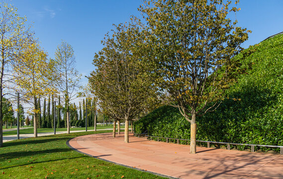 Rows of Parrotia persica or Persian ironwood trees around evergreen walls of mirror maze in public city park Krasnodar or 'Galitsky park'. Sunny autumn 2020