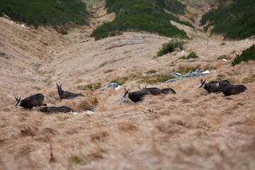 Herd of chamois with offsprings. The chamois (Rupicapra rupicapra) is a species of goat-antelope. Endangered species of high mountains zone. Wild mammals in the High Tatras.