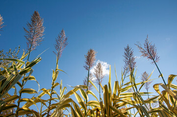 Sugar cane blooming against a clear sky on a sunny day