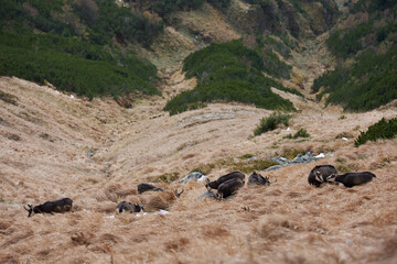 Herd of chamois with offsprings. The chamois (Rupicapra rupicapra) is a species of goat-antelope. Endangered species of high mountains zone. Wild mammals in the High Tatras.