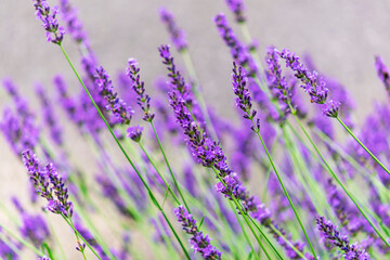 lavender field background