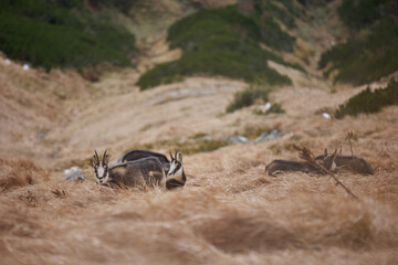Herd of chamois with offsprings. The chamois (Rupicapra rupicapra) is a species of goat-antelope. Endangered species of high mountains zone. Wild mammals in the High Tatras.