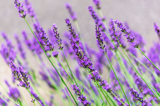lavender field background © Elizabeth C. Waters