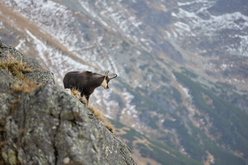 Tatra chamois (Rupicapra Rupicapra Tatrica) standing on the rock. Wild mammal, nature photography. The high Tatras.
