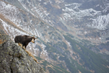 Tatra chamois (Rupicapra Rupicapra Tatrica) standing on the rock. Wild mammal, nature photography. The high Tatras.