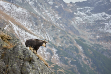 Tatra chamois (Rupicapra Rupicapra Tatrica) standing on the rock. Wild mammal, nature photography. The high Tatras.