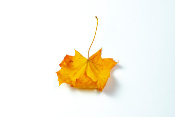 Yellow maple leaf isolated on white background.