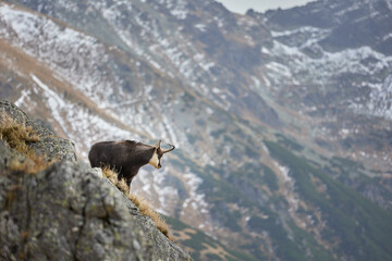 Tatra chamois (Rupicapra Rupicapra Tatrica) standing on the rock. Wild mammal, nature photography. The high Tatras.