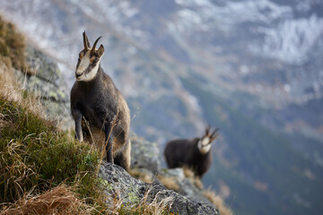Tatra chamois (Rupicapra Rupicapra Tatrica) standing on the rock. Wild mammal, nature photography. The high Tatras.