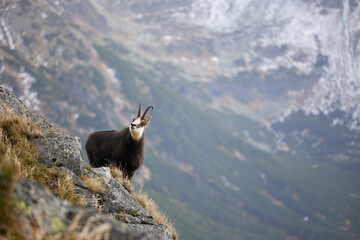Tatra chamois (Rupicapra Rupicapra Tatrica) standing on the rock. Wild mammal, nature photography....