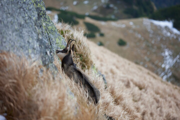 Tatra chamois (Rupicapra Rupicapra Tatrica) standing on the rock. Wild mammal, nature photography. The high Tatras.