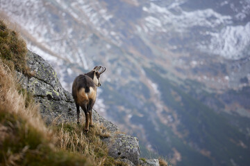 Tatra chamois (Rupicapra Rupicapra Tatrica) standing on the rock. Wild mammal, nature photography. The high Tatras.