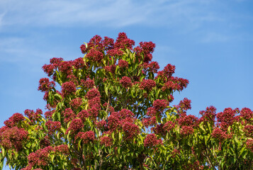 Close-up of red flowering Heptacodium miconioides or Seven son flower trees in rest zone near the...