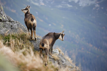 Naklejka na ściany i meble Baby goats of Tatra chamois (Rupicapra Rupicapra Tatrica) on the rocks in the mountains. The natural environment of the High Tatras.