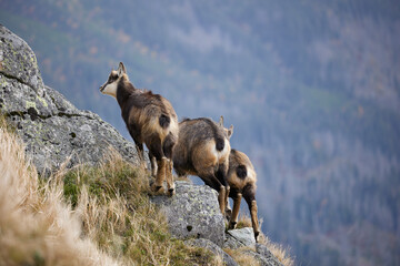 Naklejka premium Baby goats of Tatra chamois (Rupicapra Rupicapra Tatrica) on the rocks in the mountains. The natural environment of the High Tatras.