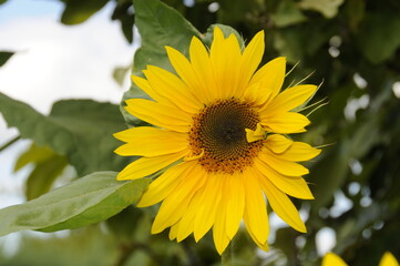 Tournesol