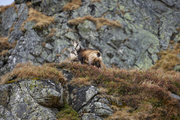 The family of Tatra Chamois (Rupicapra rupicapra tatrica) in the mountains in the natural environment of the High Tatras.