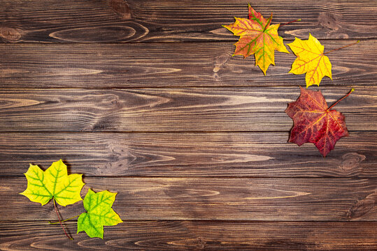 Yellow maple leaves on a brown wooden background.