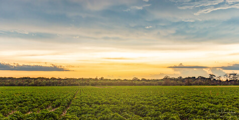 Crops at Sunset