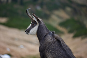 Portrait of Tatra chamois (Rupicapra Rupicapra Tatrica) in the mountains with blurred background, wild mammal, nature photography. The high Tatras.
