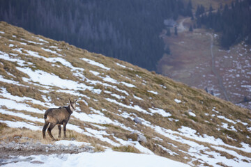 Portrait of Tatra chamois (Rupicapra Rupicapra Tatrica) in the mountains with blurred background, wild mammal, nature photography. The high Tatras.