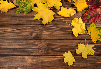 Naklejka na ściany i meble Yellow maple leaves on a brown wooden background.