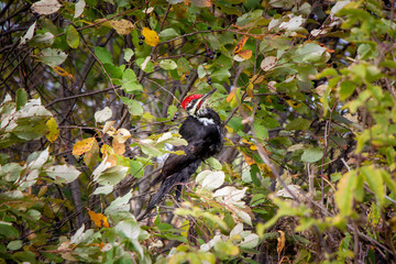 Pileated Woodpecker bird sitting on a tree branch, Ontario, Canada