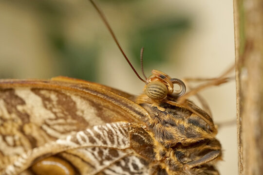 Tropischer Schmetterling - Waldeule