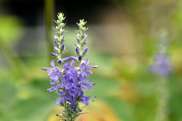 Junge Blüte eines ährigen Blauweiderichs