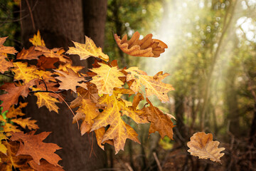 Yellow autumn leaves in a quiet park in an autumn afternoon