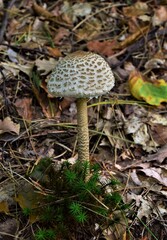 mushrooms in the forest