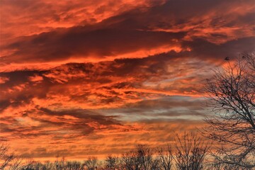 The contours of tree branches against the background of reddish clouds of the evening sky