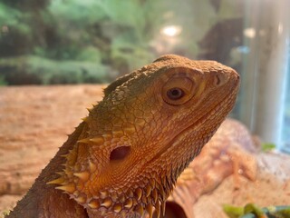 bearded dragon lizard