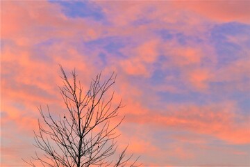 Obraz premium The contours of the tree branches against the background of reddish clouds of the evening sky