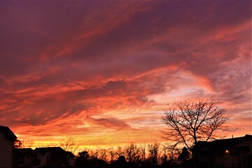The contours of tree branches against the background of reddish clouds of the evening sky