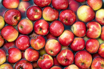 Red apples from own garden in water close up. Nature organic eco food background