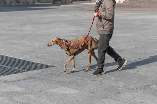 Purebred greyhound with a red leash walks next to his master.