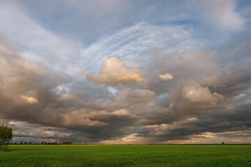 field of green wheat on a background of cumulus clouds during sunset