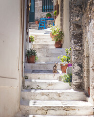Fototapeta na wymiar Small Greek steps with various flower pots and a cat looking at the camera