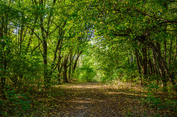Landscape with autumn forest in the sunny day. Yellow and green forest in the fall season.