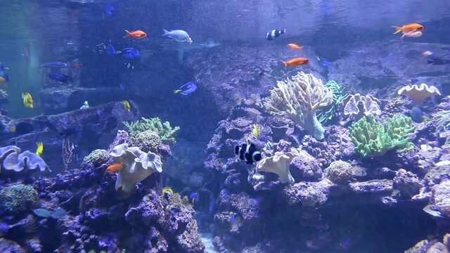 colorful fishes in the large aquarium