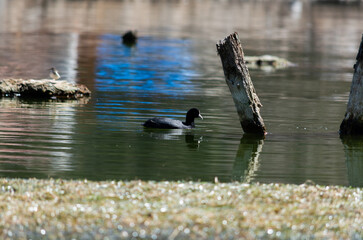 photographs of fauna, lagoon birds, ducks and herons flying and resting on tree branches