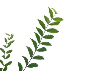 A twig of tropical plant leaves on white isolated background for green foliage backdrop and copy space 